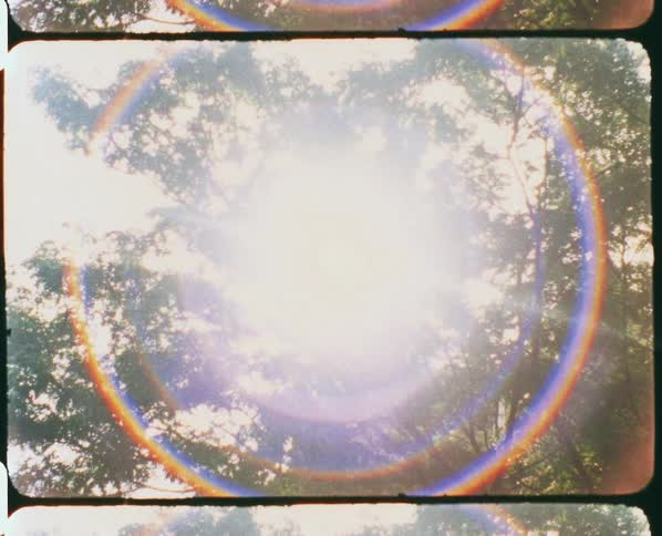 Straight up view of trees with a huge blinding sun flare in the center