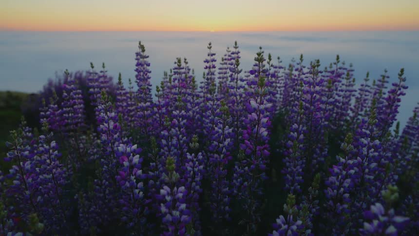 A bouquet of flowers looking off into the landscape