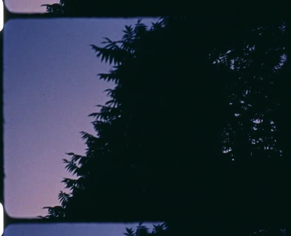 Tall trees loom against dark skies