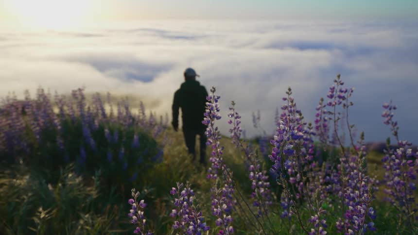 A silhouetted man walking through tall purple wildflowers in mountains on a cloudy morning