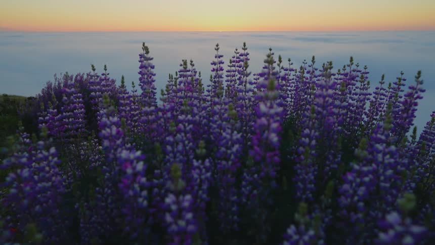 Plants with purple flowers with the sunset the sky and clouds in the background