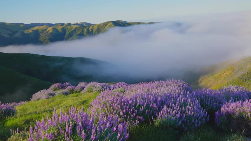 A thick layer of fog settles over a canyon and field of violets