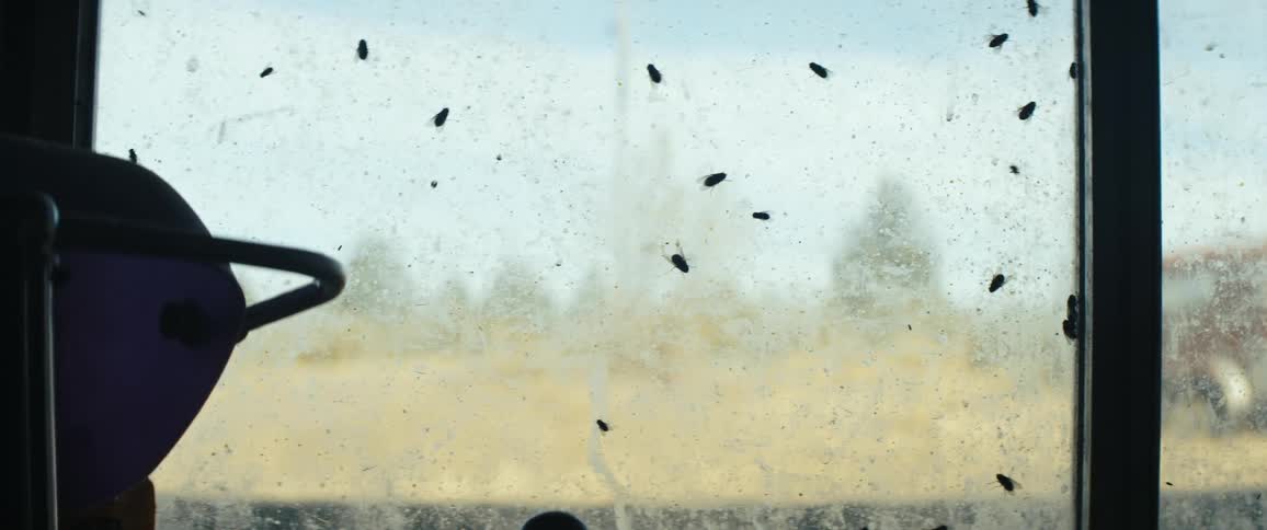 Flies crawl on an inside window