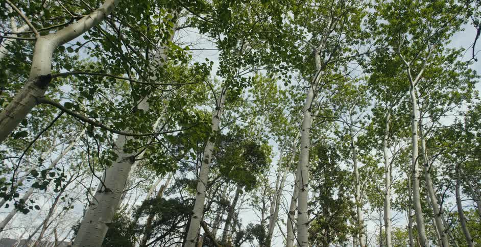 Tall aspen trees in a forest on a summer day