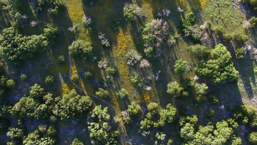 Aerial view of a green field covered with trees