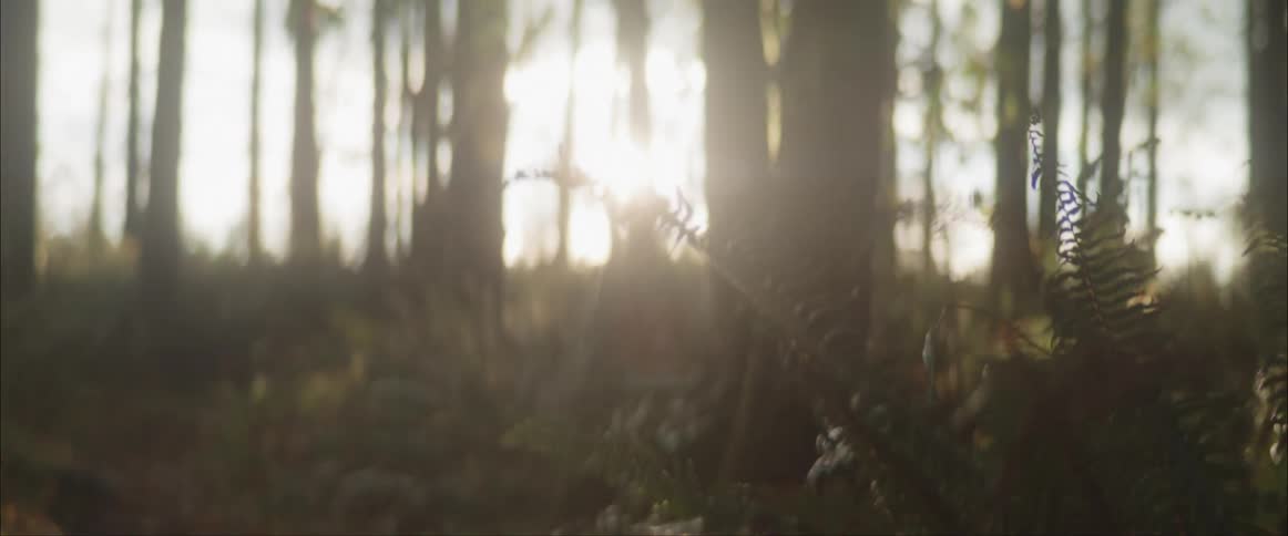 The sun is shining through the trees in the early morning