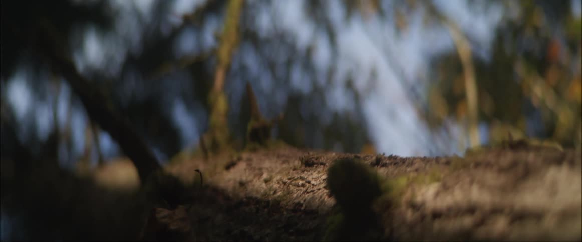 Moss on the bark of a tree under a cloudy blue sky