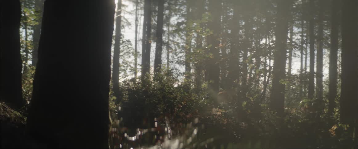 Someone on a bicycle is riding on a trail through the woods