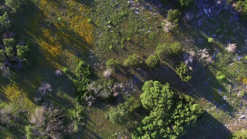 Aerial view of a field with grass and trees