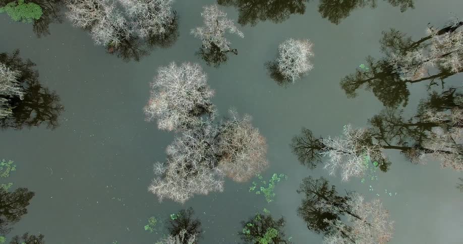 White, bare trees standing in water are seen from above