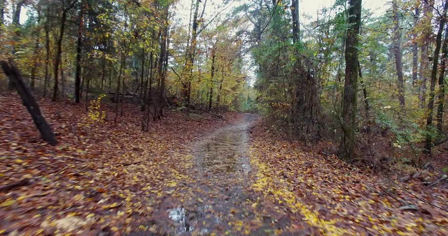 A leaf covered creek in a forest
