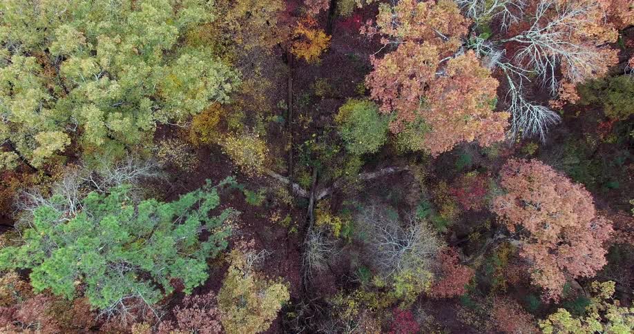 Trees form a colorful, fall canopy