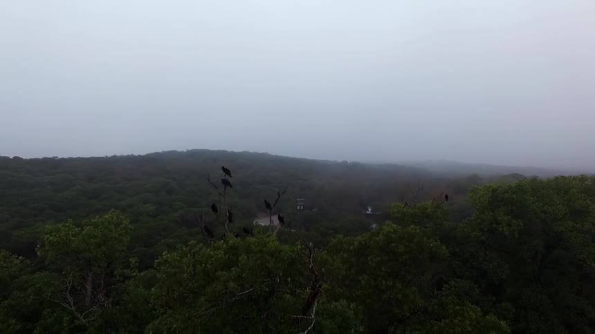 Aerial view of a dense forest