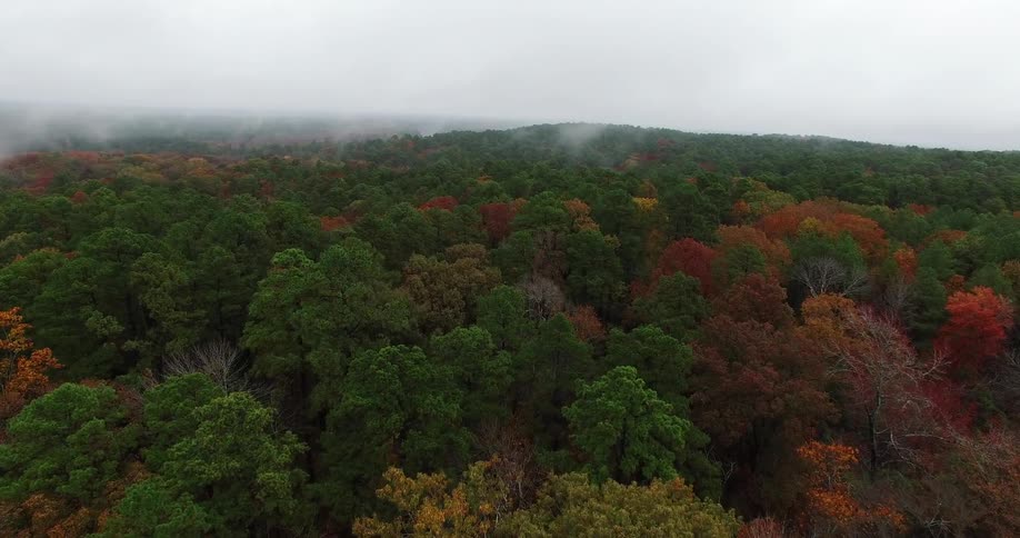 A dense forest forms a canopy of fall colors