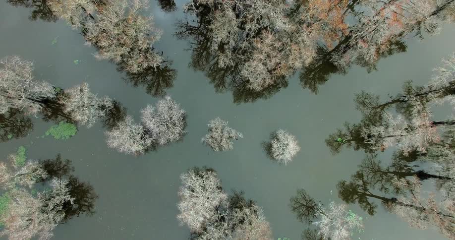 Sporadic trees line through a body of water