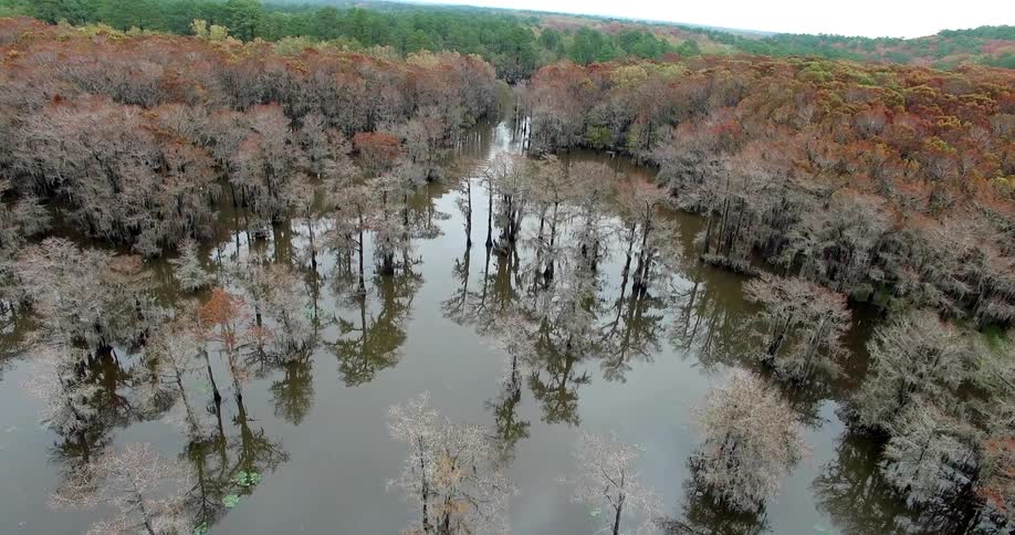 Aerial view of trees in a swamp