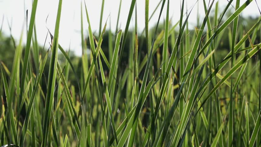 Close up of some tall green grass