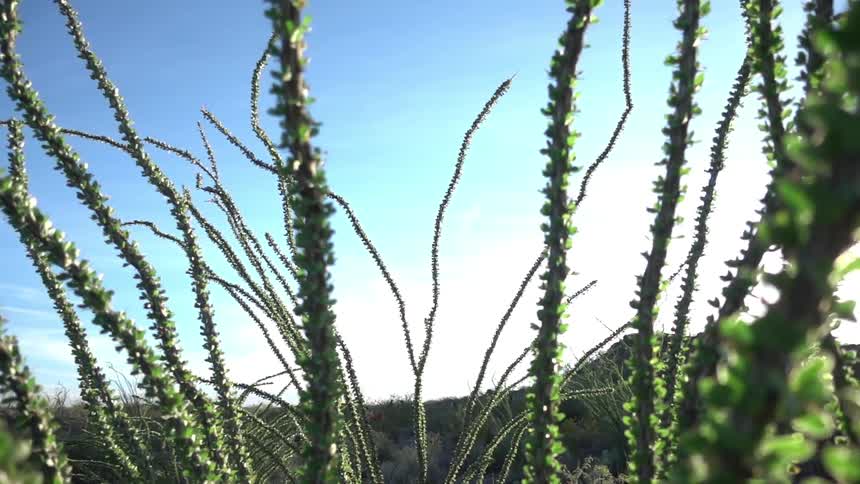 A green, branchy plant in the sun