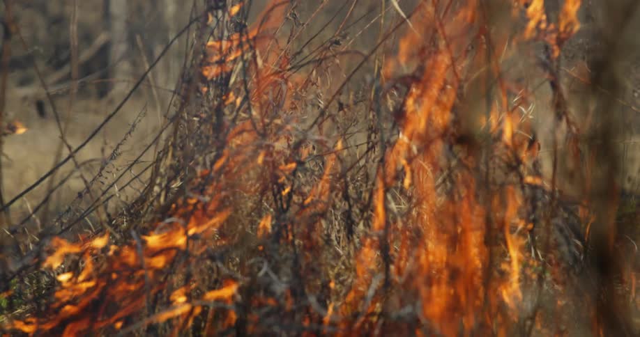 A patch of tall dry grass is engulfed in flames which readily burn