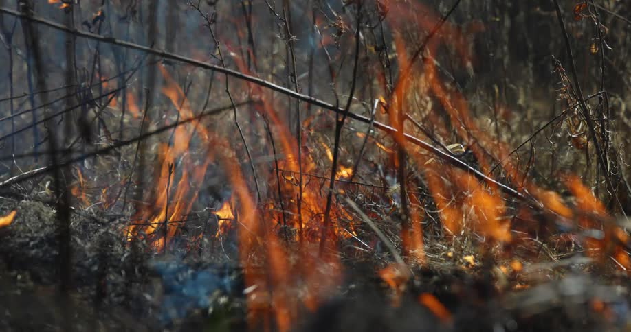 Fire is burning plants and twigs as the wind blows the flames and smoke