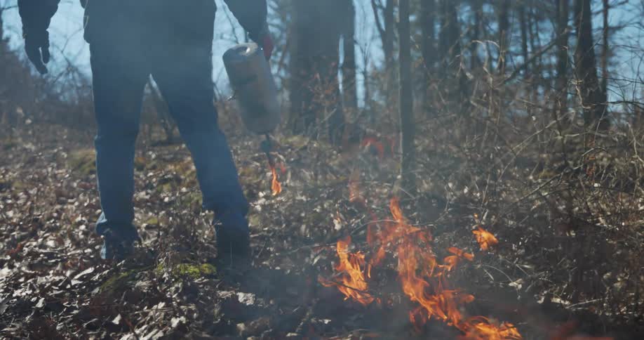 Man uses a torch to perform a controlled burn on a trail in the forest