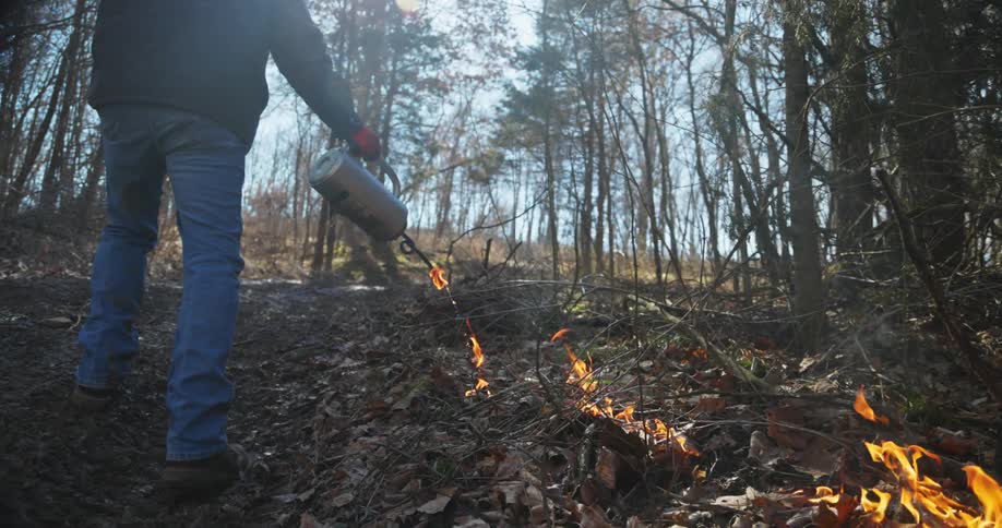 Man using a torch to perform a controlled burn on a trail on a forest