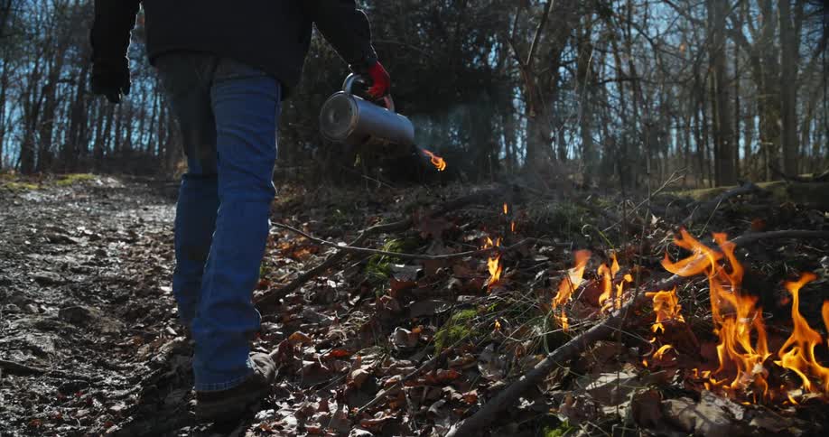 A controlled burn of trees