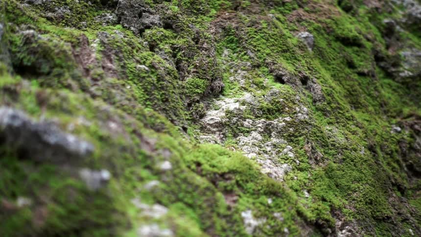 A rock is covered in moss