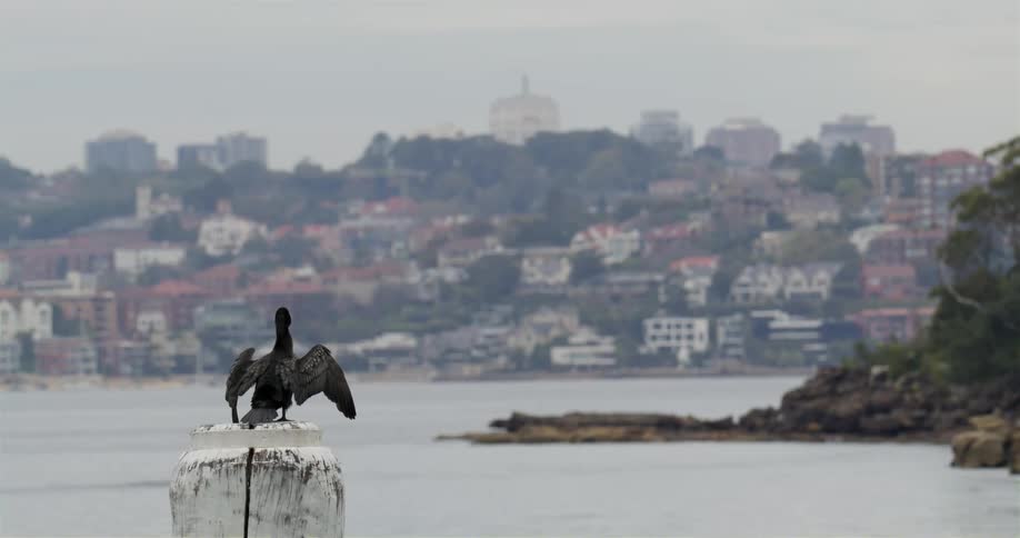 A bird rests on the shore of a bay in city during the day