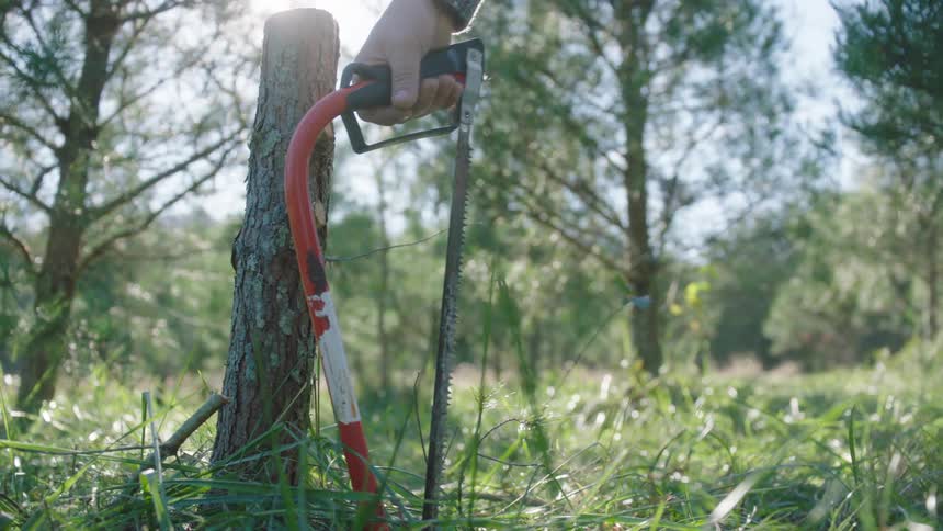 A man reaches down and picks up a hacksaw leaning against a cut tree in a woodland area on a sunny day