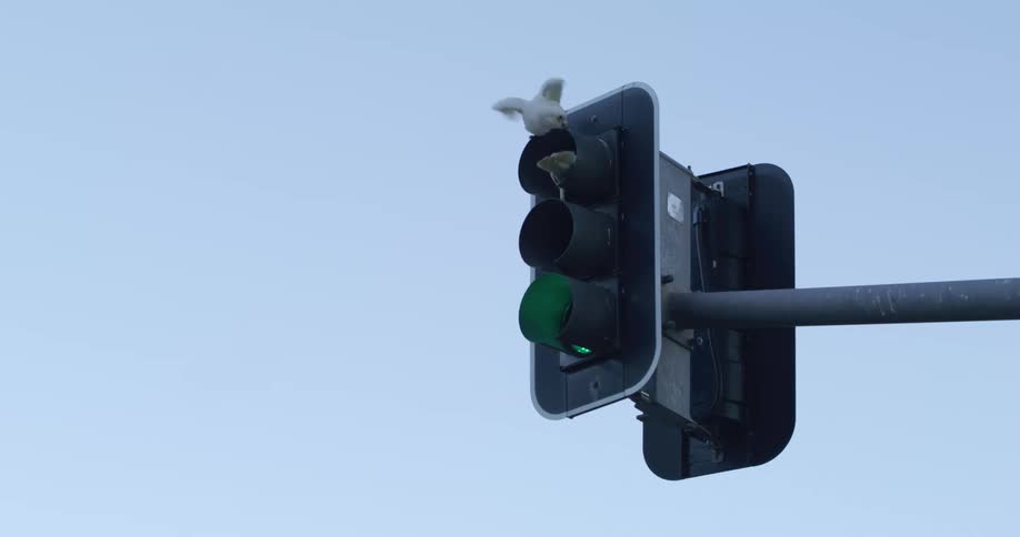 Birds sit on the red light of a traffic light