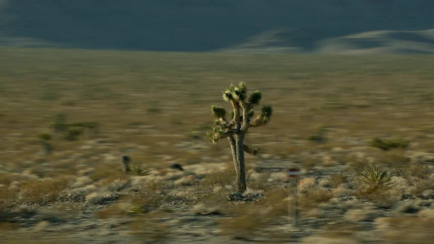 Camera is revolving around a cactus like plant in a plain land