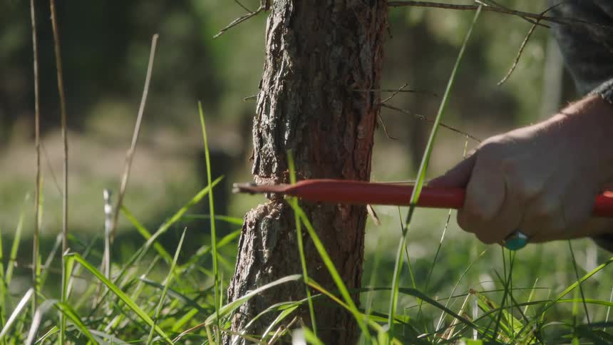A man with a hat a ring and a saw cutting a tree