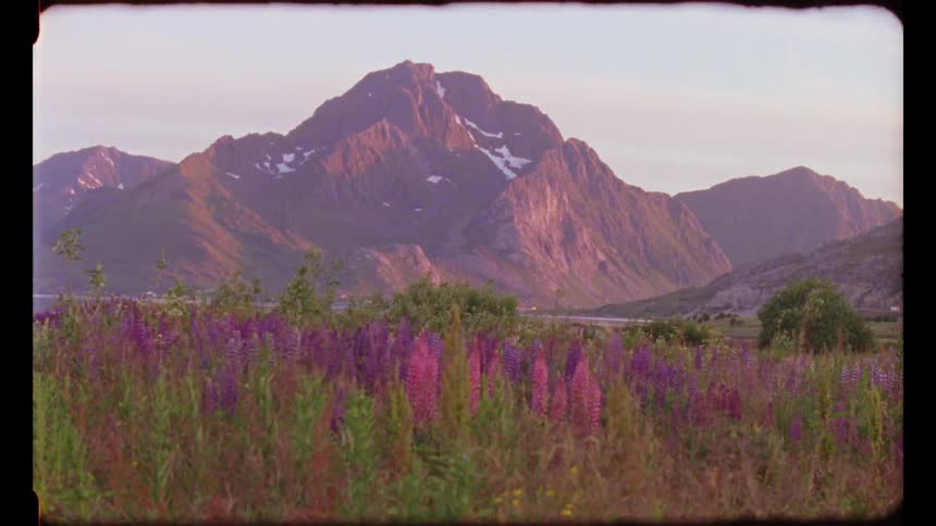 Film footage of flowers in bloom in front of a mountain