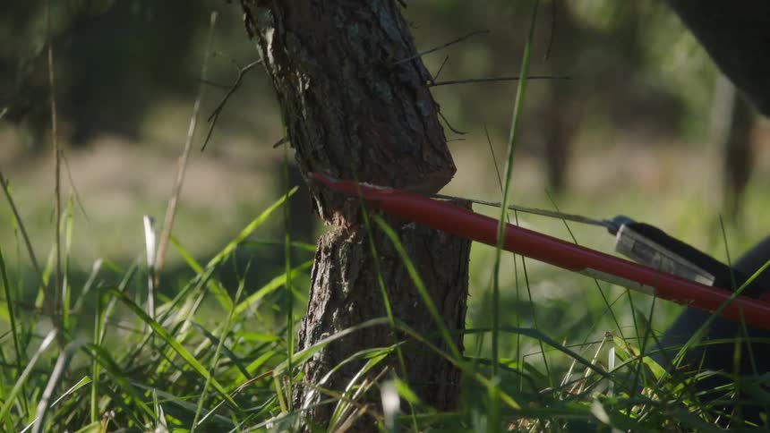 A man uses a saw to cut down a small tree and then high fives and hugs his young boy beside him