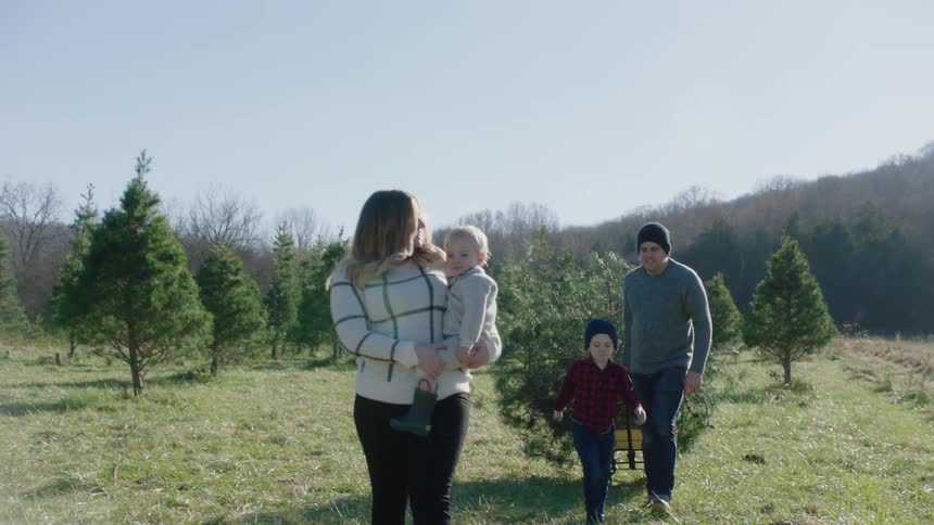 A family of four wheel a pine tree from a tree farm
