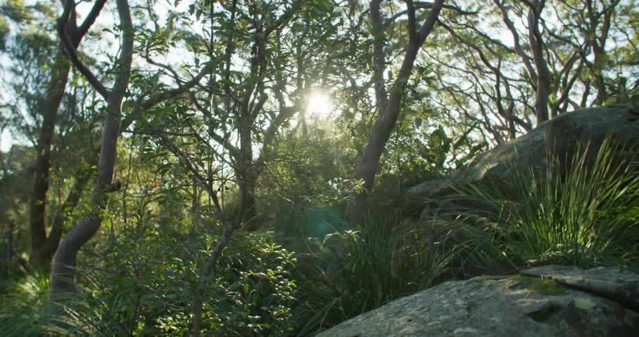 Trees in a forest