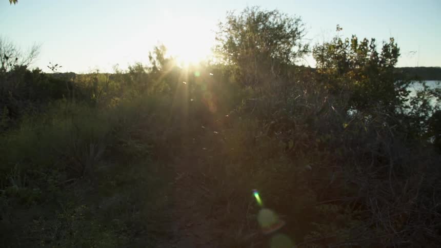 Gnats fly around as the sun shines brightly