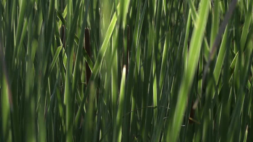 Grass sways in the wind