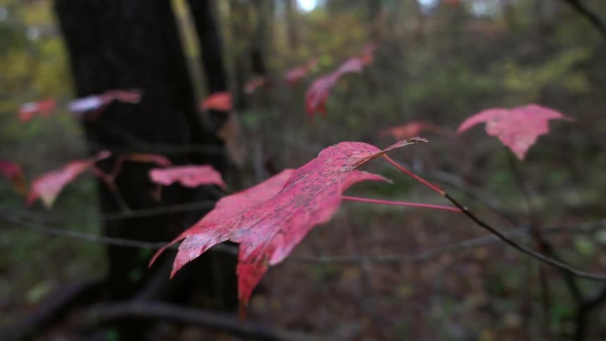 Red leaves on a tree in the forest