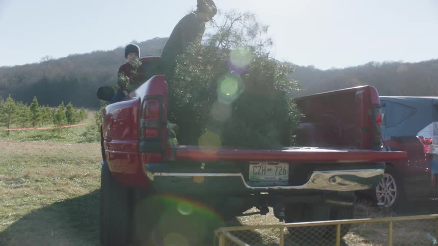 A man pulls a tree into the bed of pickup truck as a boy watches him while leaning out of the cabin window