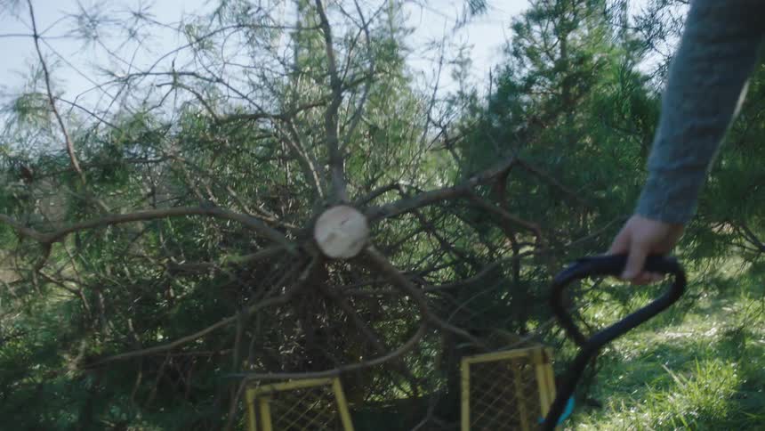 Family of tree carrying a pine on a small cart on a farm