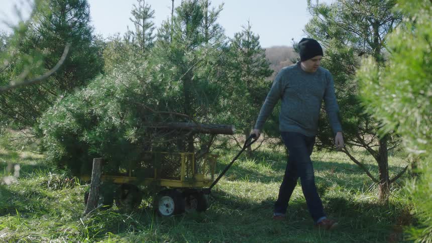 A small boy runs off from his mother and father who is pulling a wagon with a tree inside
