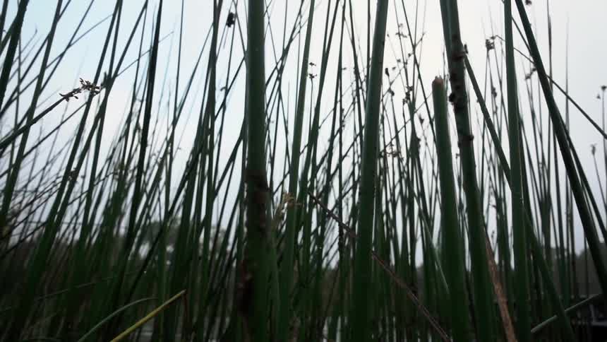 Close up of tall grass on a cloudy day