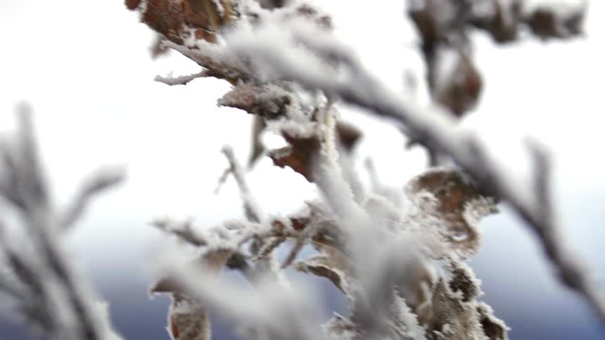 Frost clings to a plant's leaves and branches