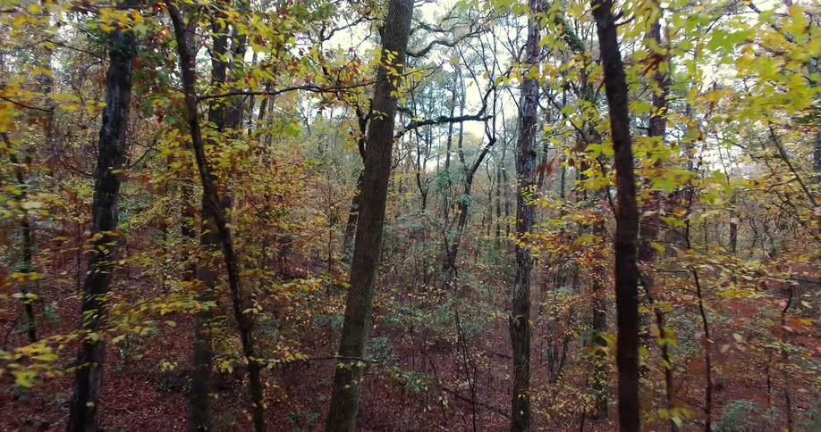 Trees with various colored leaves in a forest