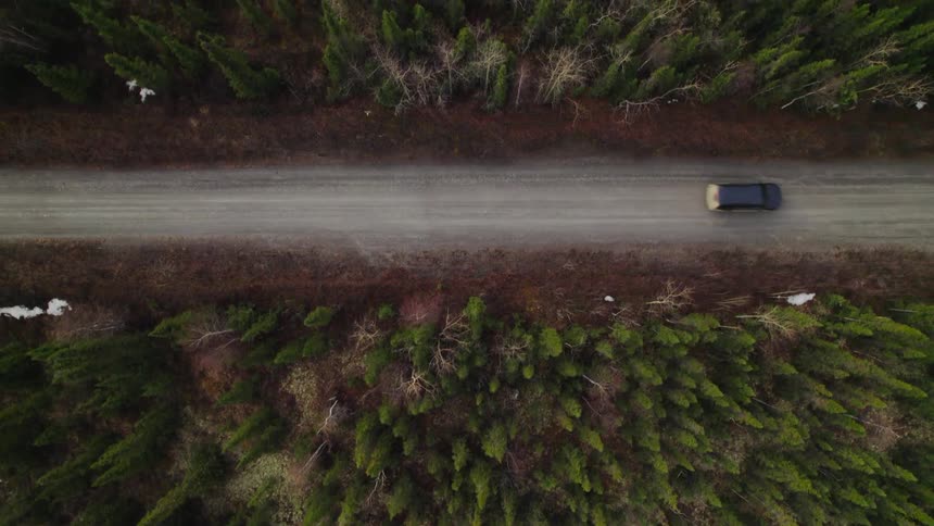 A narrow road through an evergreen forest during the day