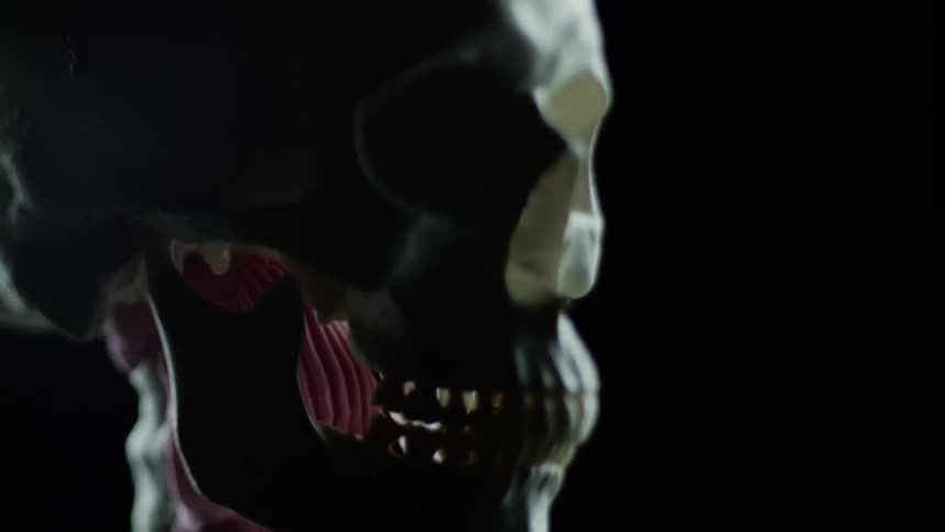 A close up of a skull