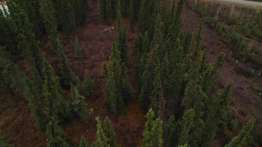 Tall thin trees in a forest during the day