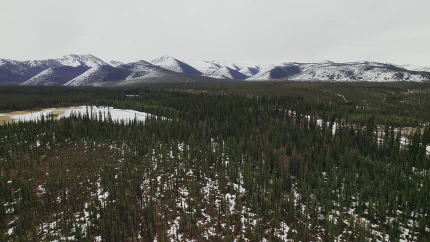 An aerial view of a a forest covered in snow